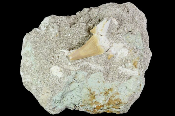 Otodus Shark Tooth Fossil in Rock - Eocene #111057